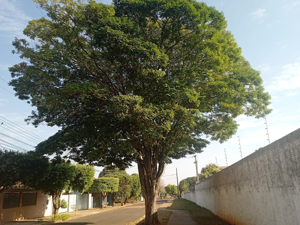 Foto para capa Pedro 4
