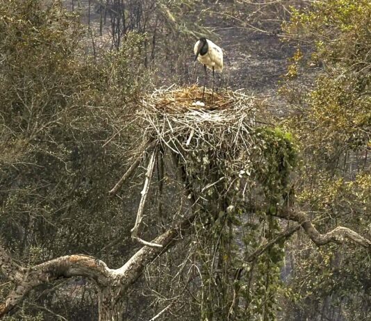 PANTANAL DE MS: Biólogos minimizam sofrimento de fauna ameaçada pelo fogo