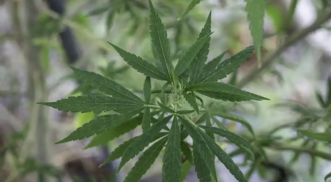 Pé maconha