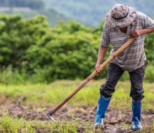 Investimento na agricultura familiar sobe 130% em edital de extensão da Fundect