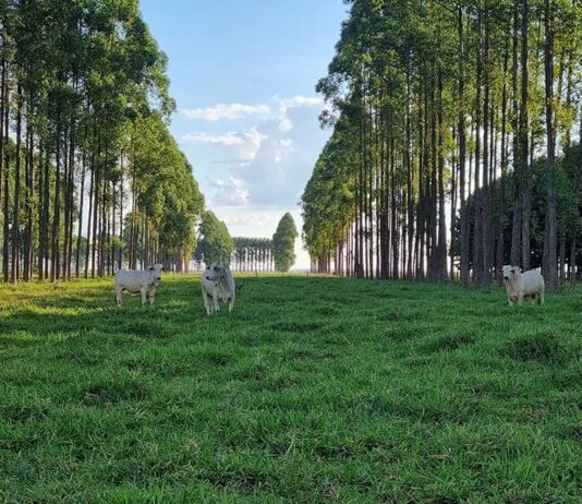 Embrapa finaliza maior pesquisa do mundo com integração lavoura-pecuária-floresta