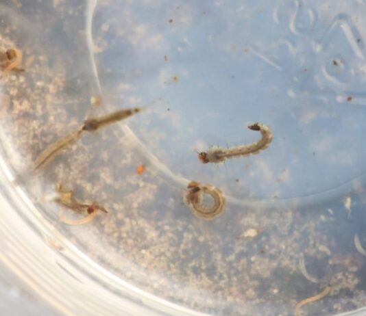 Mortos por dengue em MS já somam 2º pior índice dos últimos 4 anos