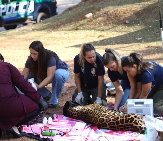 Onça-pintada Miranda passa pelos primeiros exames e continua em tratamento especial no Ayty