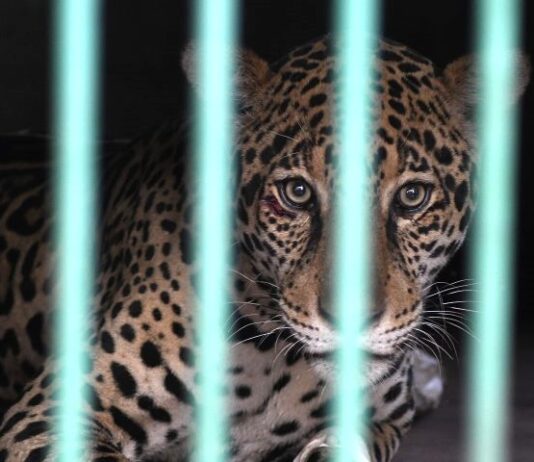 PANTANAL DE MS: após resgate, onça-pintada se alimenta e está em recuperação no CRAS