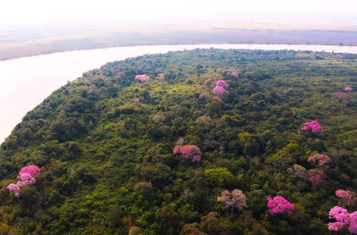 Pantanal-Foto-Saul-Schramm-25-scaled-e1720456665455-730x480