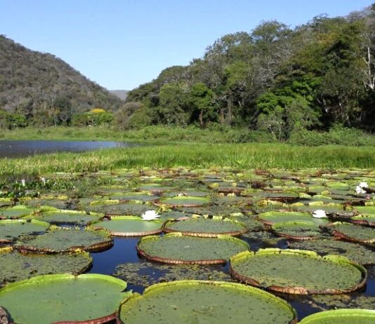 Para desenvolvimento do Brasil, Governo de MS participa de Pacto pela Transformação Ecológica