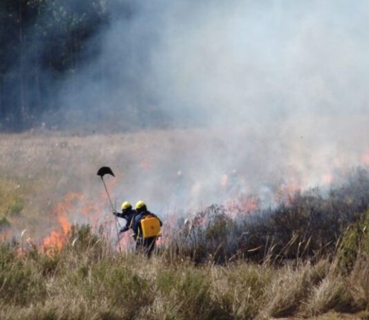 INCÊNDIOS NO PANTANAL: Bombeiros de Santa Catarina também auxiliarão equipes de MS no combate ao fogo