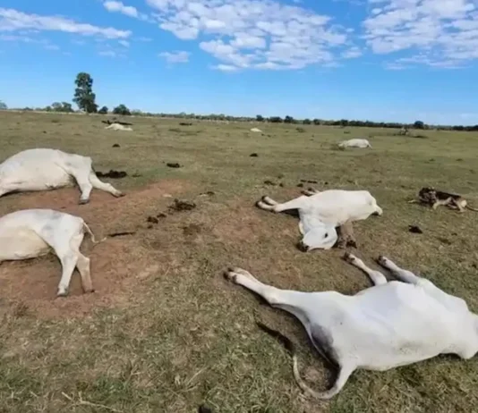 Geada provoca a morte de mais de 100 bois em Mato Grosso do Sul