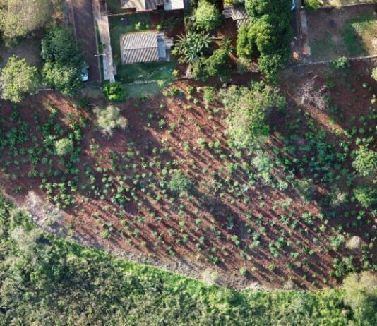 MS Verde e Sustentável: 1.450 mudas de árvores são plantadas pela Sanesul em reserva ambiental de Dourados