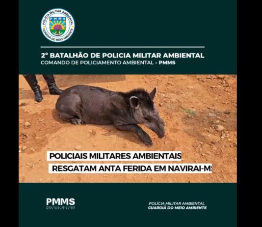 VEJA VÍDEO: PMA de Naviraí resgata anta atacada por felino e encaminha para socorro na fazenda Green Farm