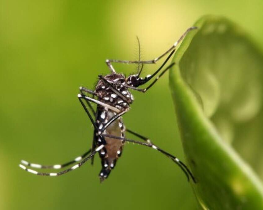 Mato Grosso do Sul bate 16 mil casos confirmados de dengue