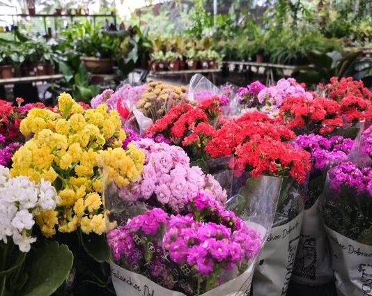 FINADOS: flores e velas apresentam variação de até 242% em Campo Grande