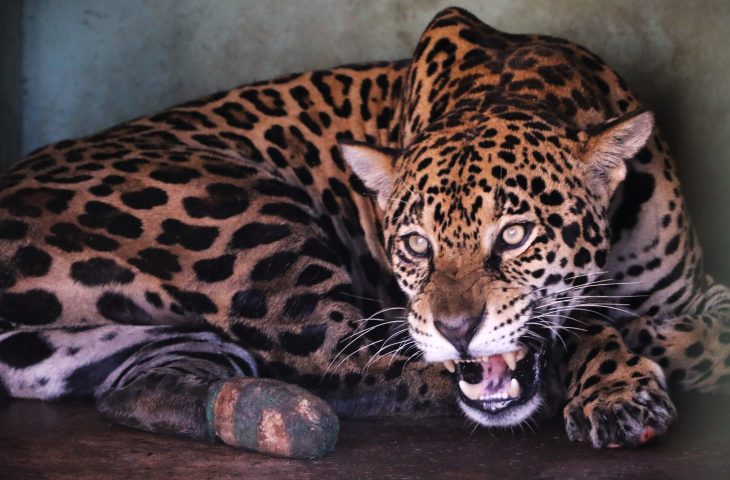 Visita-Hospital-Ayty-Onca-Miranda-Foto-SAul-Schramm-18-730x480