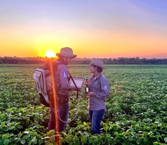 Sustentabilidade: florestas plantadas em MS contribuem para a meta de carbono neutro