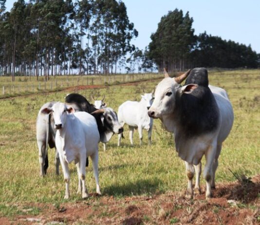 Pecuaristas devem atualizar cadastro de rebanhos na Iagro até o dia 30 de novembro