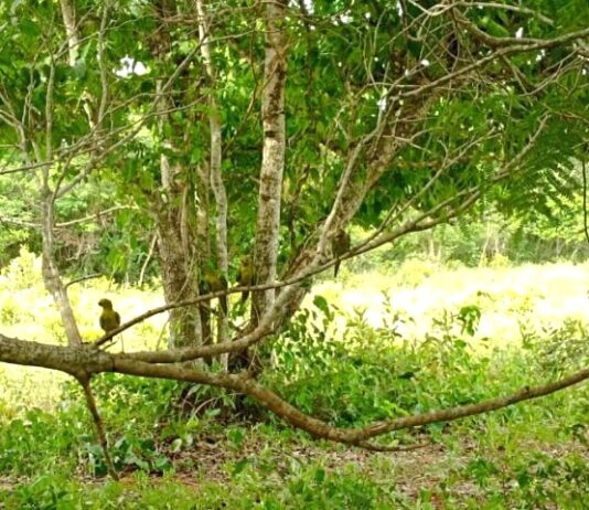 Imasul solta mais de 60 animais silvestres no Recanto Ecológico Rio da Prata