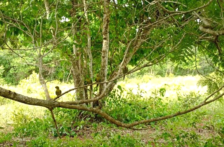 Animais-Soltura-Foto-Divulgacao-3-730x480