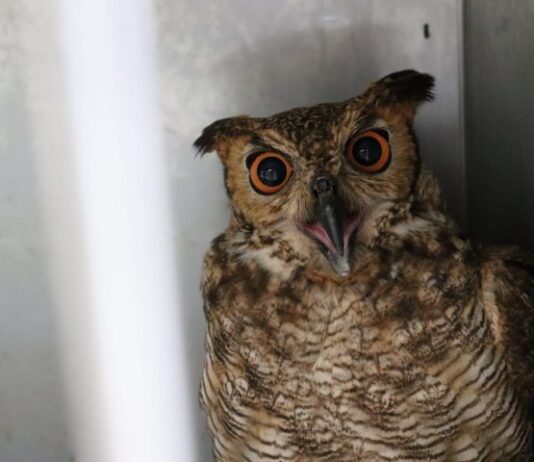 Bem estar animal: Imasul transfere filhotes de tuiuiú e corujas para zoológico em São Paulo