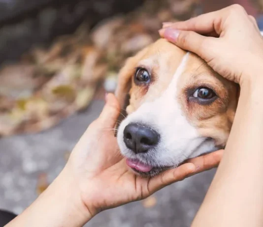 DEZEMBRO VERDE combate o abandono de animais e conscientiza sobre adoção responsável