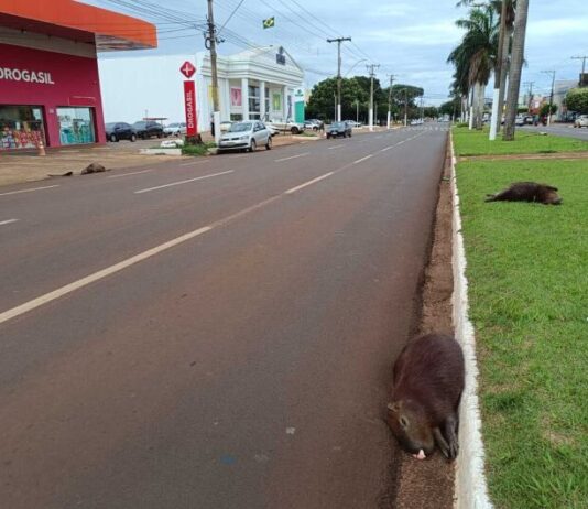 Capivaras morrem atropeladas na principal avenida de Dourados, próximo ao Shopping