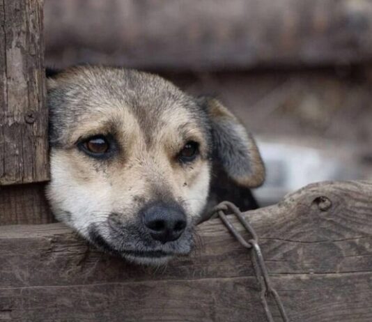 Crimes de maus-tratos a animais em MS podem ser denunciados pela Delegacia Virtual