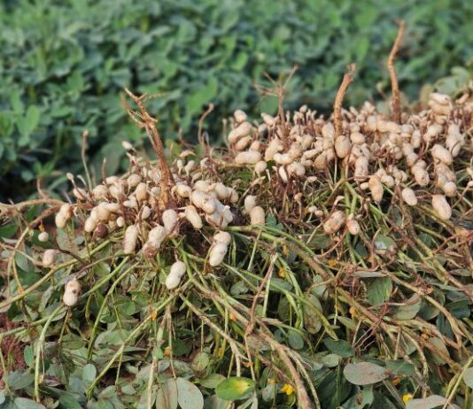 AMENDOIM: diversificação agrícola faz o cultivo crescer e consolida MS como 2º maior produtor no país