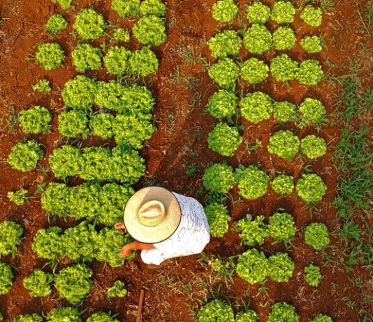 Confira o resultado: recém-formados de MS serão qualificados para atuarem na agricultura familiar