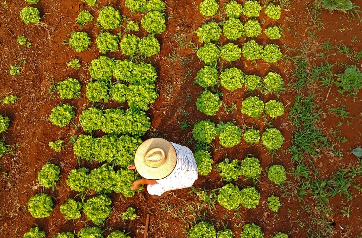 Horta-para-escolas-estaduais-Foto-Bruno-Rezende-02-730x480