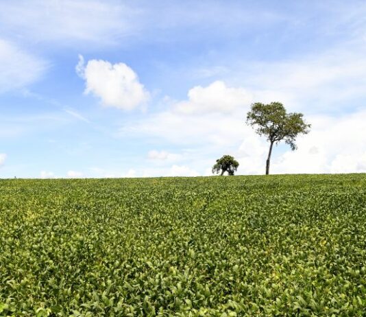Mais de 70% das lavouras de soja apresentam boas condições de desenvolvimento, atesta Projeto Siga/MS