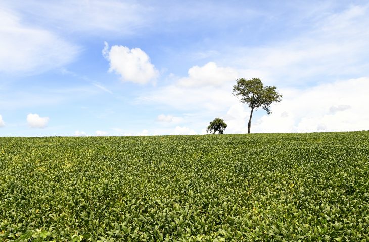 Soja-Foto-Bruno-Rezende-01-730x480
