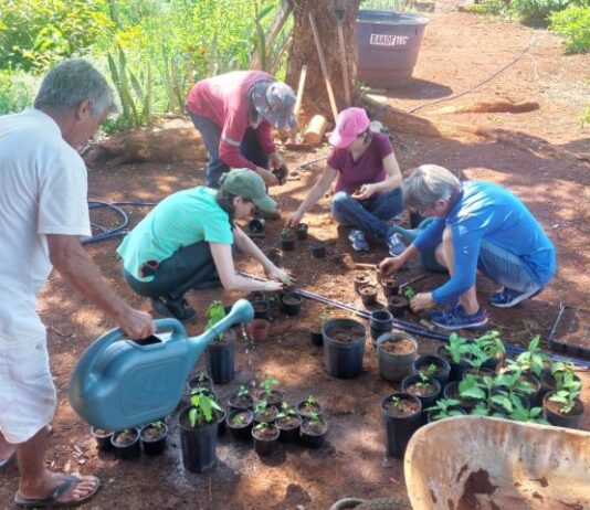 Farmácia Viva: Mato Grosso do Sul avança com a inclusão de fitoterápicos na saúde pública