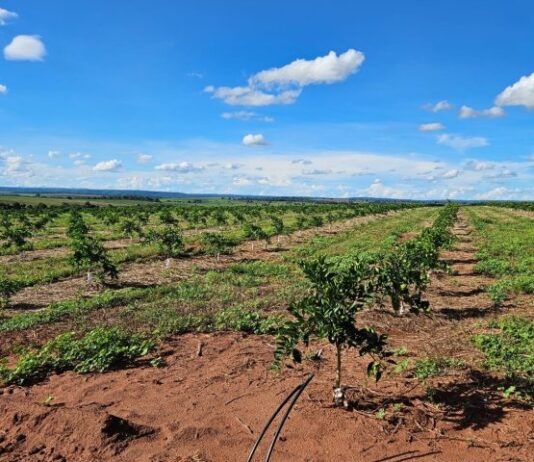 CASSILÂNDIA vira novo polo de produção de laranjas em MS e deve ter mais de 3 mil hectares plantados