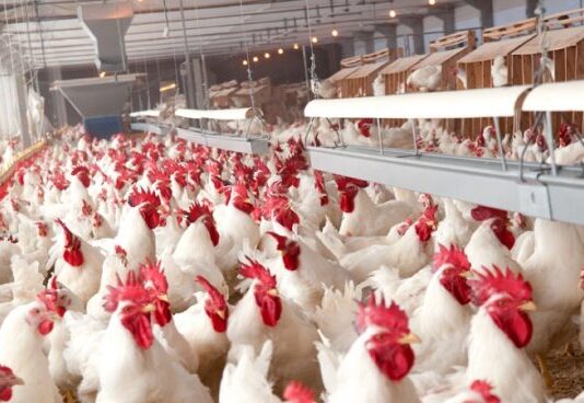 Governo passa a publicar valor real pesquisado do frango para abate e reforça transparência com setor avícola