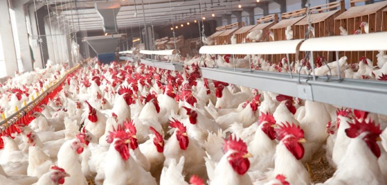 Frango-de-corte_2-768x368