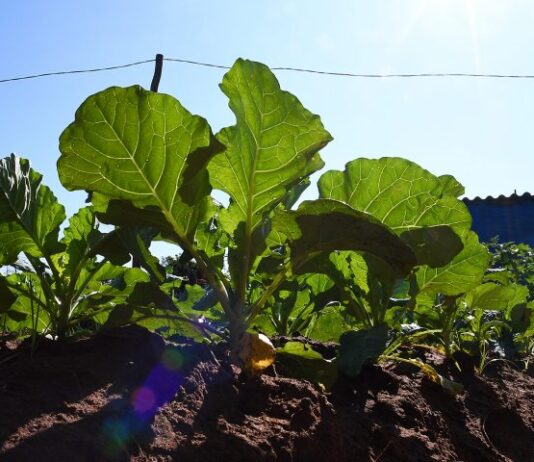 Sua ação pode virar referência: SES abre chamada para coletânea de boas práticas em nutrição
