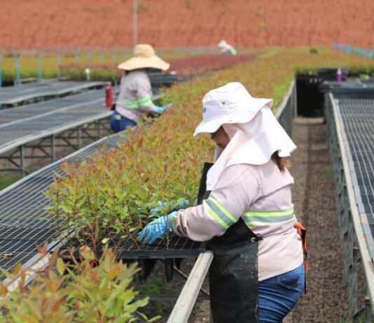 Silvicultura ‘abre às portas’ para mulheres na universidade e contribui para o desenvolvimento sustentável