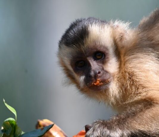 Imasul leva tuiuiú e oito macacos-prego reabilitados no CRAS para ambientação no Pantanal