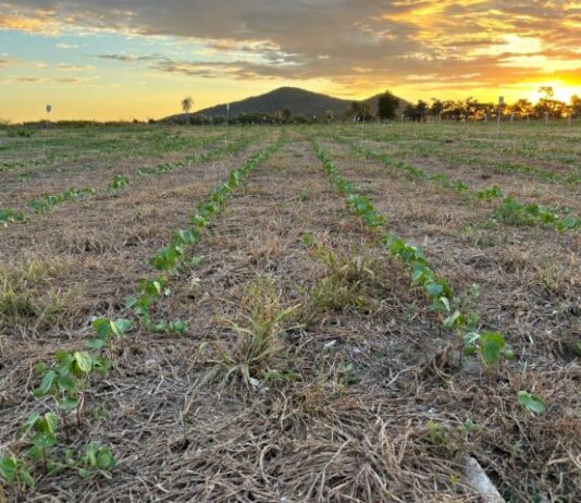 Com apoio da Fundect, campo experimental avalia sustentabilidade agrícola na Rota Bioceânica