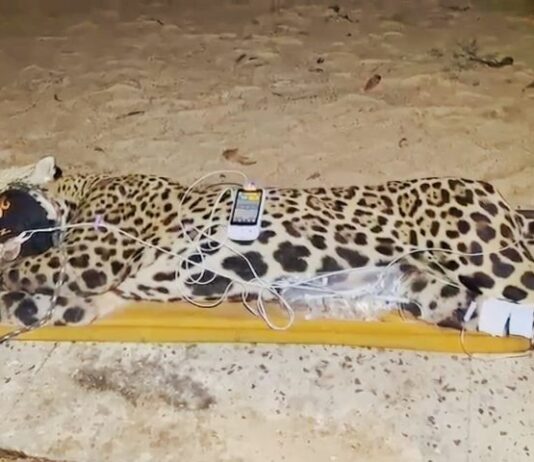 Onça-pintada que atacou e matou caseiro foi capturada hoje pela PMA e será atendida no centro de reabilitação