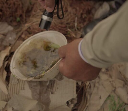 Boletim Epidemiológico: MS registra 3.987 casos confirmados de dengue