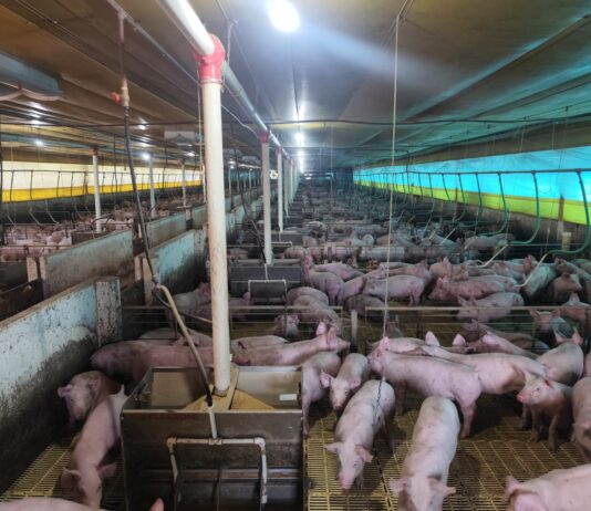 SUINOCULTURA: com quase 300 granjas, setor impulsiona a economia de Mato Grosso do Sul