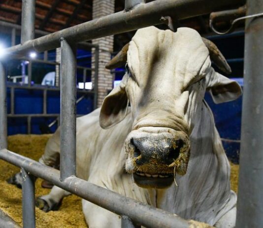 MARCO HISTÓRICO: MS recebe status de área livre de aftosa, apto para ampliar mercados da carne
