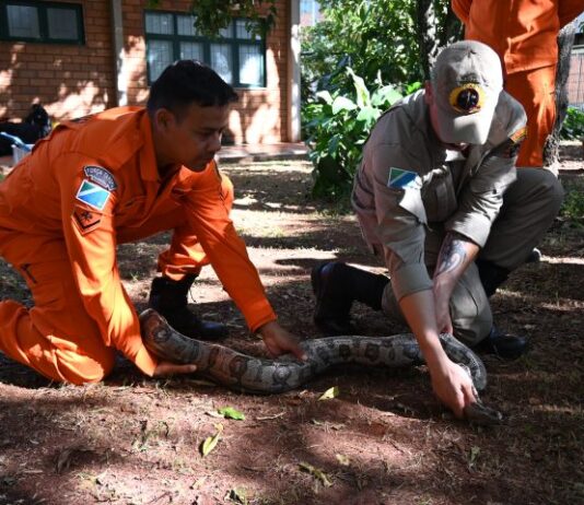 Na luta contra o fogo toda vida importa e Bombeiros aprimoram técnicas para resgate de animais silvestres