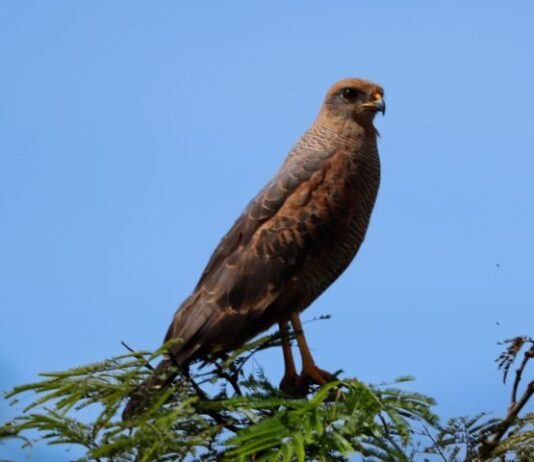 Unidades de Conservação do Imasul participam de evento mundial de observação de aves