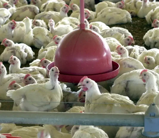 China, UE e Argentina suspendem compras de carne de frango do Brasil