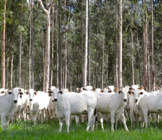 Com área livre de aftosa, trânsito de bovinos de MS para todo o território nacional está liberado