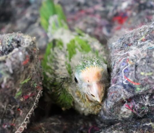 Com chegada do frio, CRAS adapta recintos e reforça estrutura para garantir bem-estar dos animais silvestres