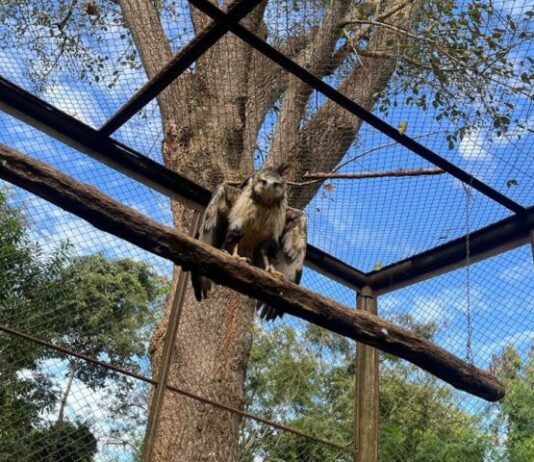 Águia-cinzenta é devolvida à natureza em Campo Grande após reabilitação no CRAS