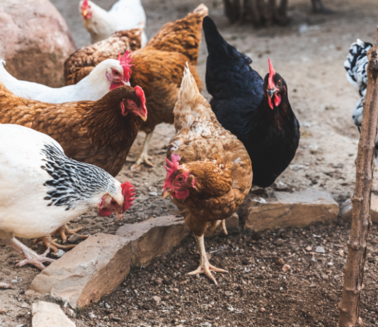 Agraer, Embrapa e Iagro reforçam prevenção à gripe aviária com foco na agricultura familiar