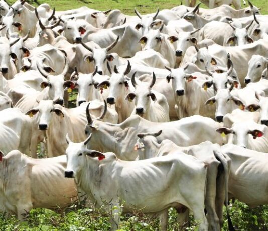 Pantanal terá plano de fortalecimento em Mato Grosso do Sul para todas as cadeias pecuárias